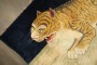 Rare Large Cheetah Antique Tibetan Rug No. j4643